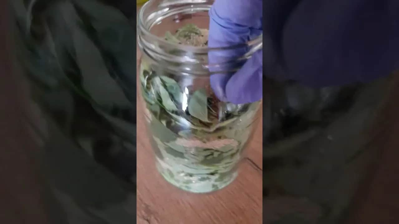 Jak zrobić syrop z oregano, który poprawi twoje zdrowie i samopoczucie